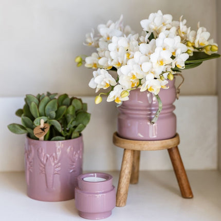 Kolibri Orchids | Combi Deal - 2 Witte Phalaenopsis Orchideeën Botanic Nazare - Ø9 cm