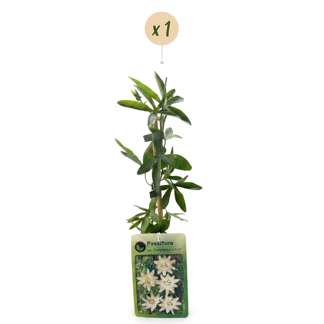 Passiflora ca. 'Constance Elliott' - Passiebloem 'Constance Elliott' - Wit - Klimplant - Ø9cm - ↕35cm