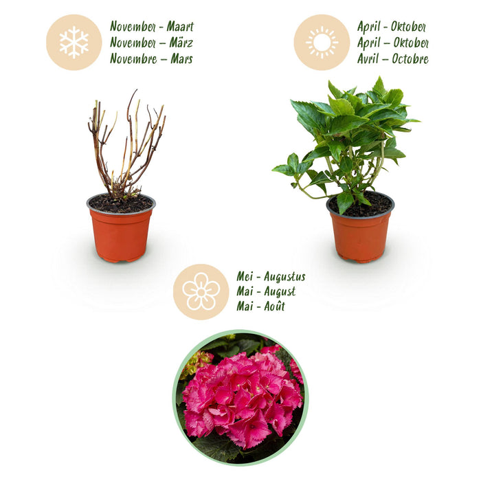 Hydrangea macrophylla Rood - Hortensia - Winterhard - Rood - 3 Planten - Pot 12cm - Hoogte Hoogte 20-30cm