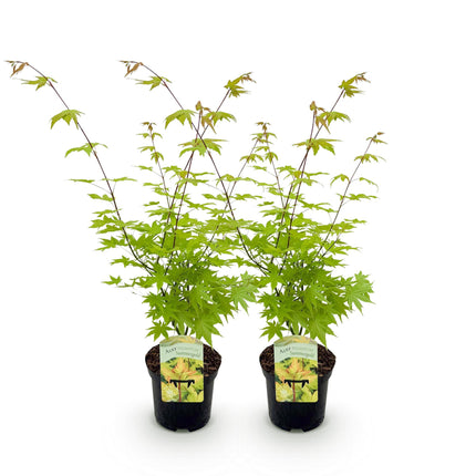 Japanse Esdoorn - Acer palmatum Summergold - Geel - ↕70cm - Ø19cm - 2x