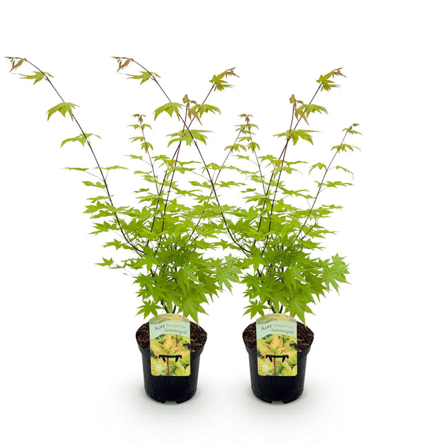 Japanese Maple - Acer palmatum Summergold - Yellow - ↕70cm - Ø19cm - 2x