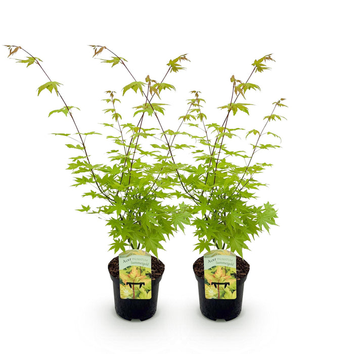 Terrasplant - Japanse Esdoorn - Acer palmatum Summergold - Geel - 2 Planten - Bladverliezend - ↕70cm - Ø19cm