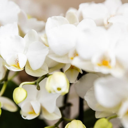 Kolibri Orchids | Combi Deal - 4 Witte Phalaenopsis Orchideeën Blossom Zurich - Ø9 cm