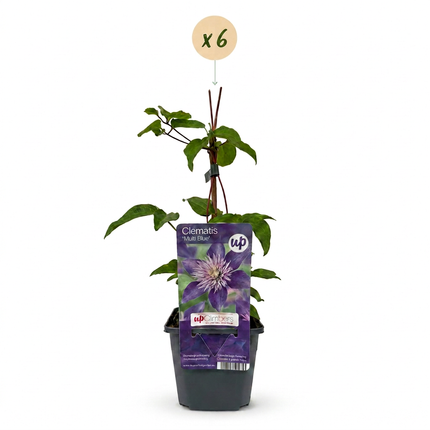 Clematis Multi Blue - Bosrank 6x - Blauw - Klimplant - Ø9cm - ↕35cm