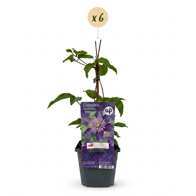 Clematis Multi Blue - Bosrank 6x - Blauw - Klimplant - Ø9cm - ↕35cm