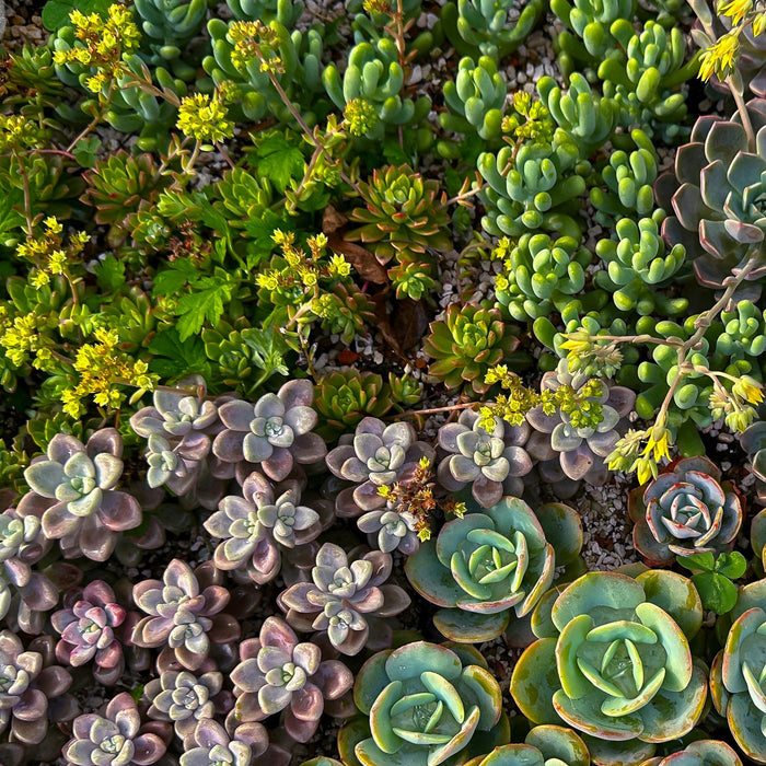 Bodembedekker - Winterhard - Alpine Mix - 8 Planten - Diversen Kleuren  - Weinig Onderhoud - Pot 14 Hoogte 17
