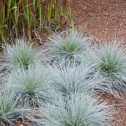 Festuca glauca Azura Blue - Blue Fescue - ↕30cm - Ø14cm