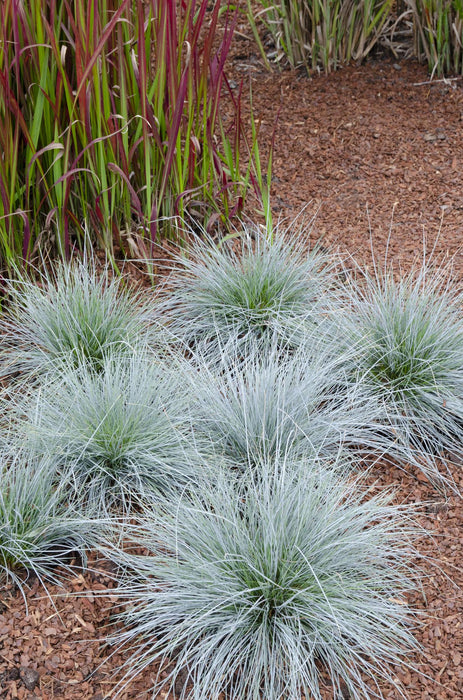 Festuca glauca Azura Blue - Blauw Schapengras - ↕30cm - Ø14cm