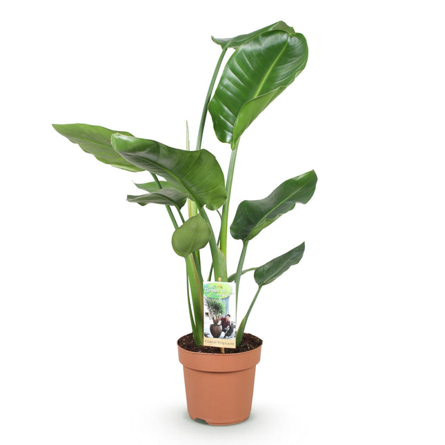 Strelitzia Nicolai - Bird of Paradise Flower - ↕70-90cm - Ø17cm
