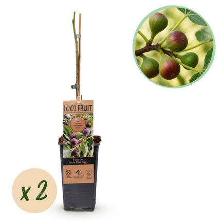 Drzewo figowe - Ficus caria Figowiec mały - Roślina owocowa - Owoce czerwone - 2 rośliny - ↕50cm - Ø15cm