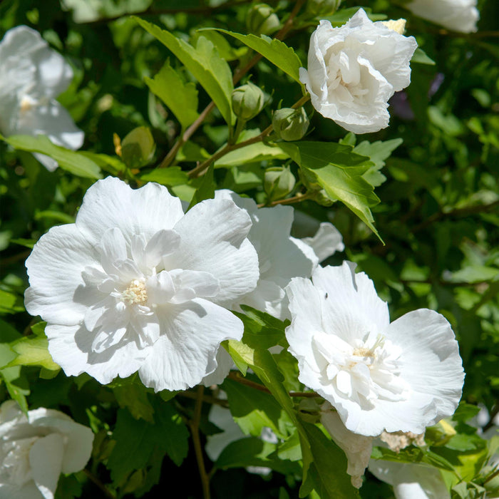 Tuinplant - Hibiscus syriacus White Chiffon® - Plant op stam - Terras Plant - Bladverliezend - Weinig Onderhoud - Pot 19cm Hoogte 90cm