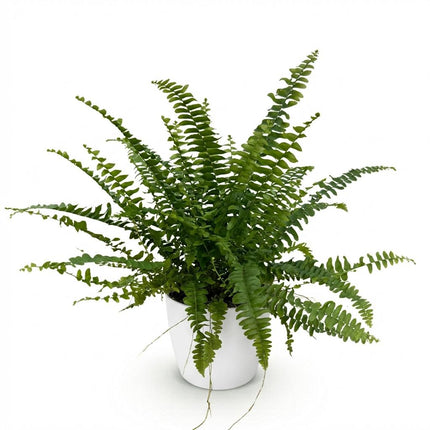 Nephrolepsis exaltata Green Lady - Fern - with white plant pot - ↕25cm - Ø12cm