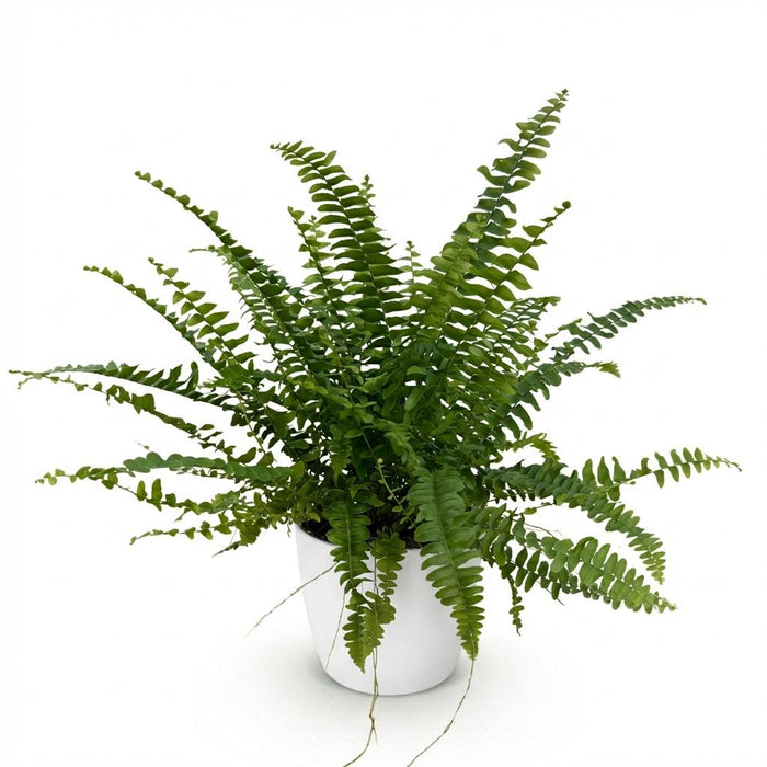 Nephrolepsis exaltata Green Lady - Varen - met witte plantenpot - ↕25cm - Ø12cm