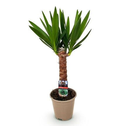 Yucca Elephantipes - ↕55cm - Ø14cm