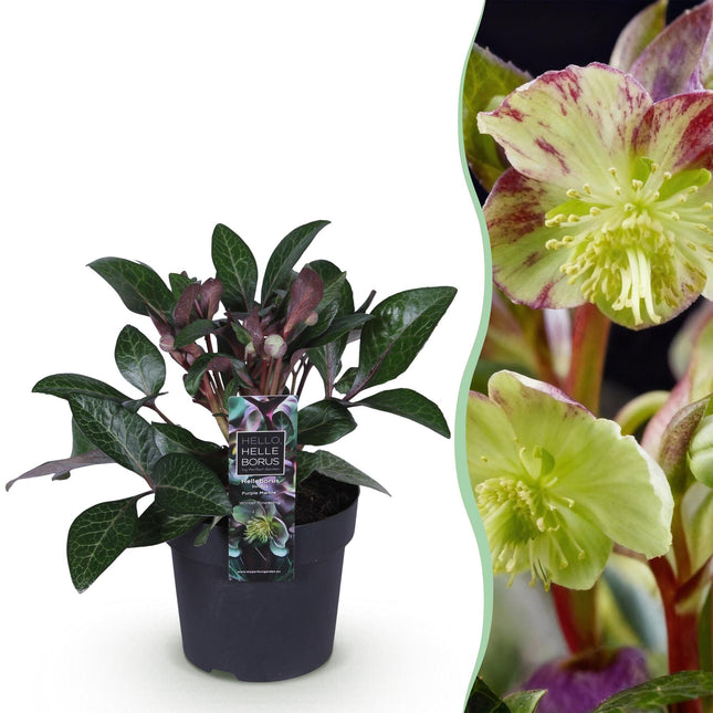 Forårsrose - Helleborus lividus Lilla Marmor - Lilla Blomst - ↕35cm - Ø14cm