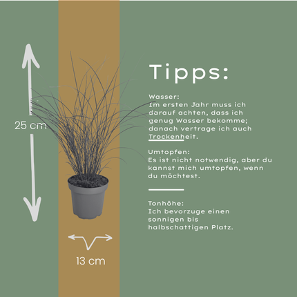 Miscanthus sinensis ‘Gracillimus’ – Chinees Prachtriet - Ø12cm - 6x