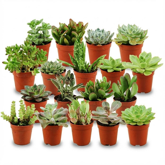 Mini Vetplanten Mix - ↕5-10cm - Ø5,5cm - 18x