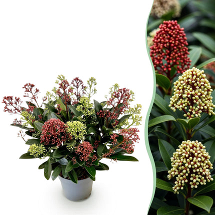 Skimmia japonica Festival - Fleurs blanches et rouges - Plus de 15 fleurs - ↕30 cm - Ø15 cm