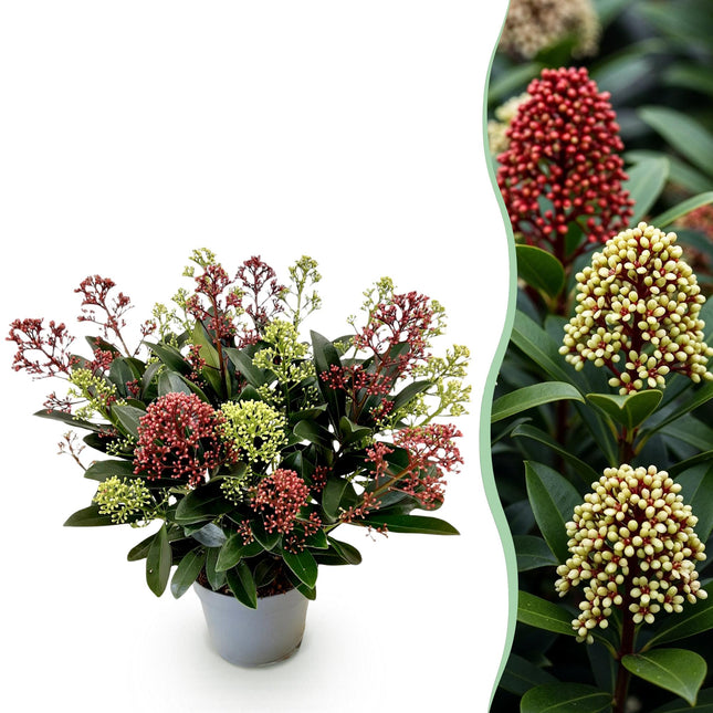 Skimmia Japonica Festival – Weiß &amp; Rot – 15+ Blüten – ↕30 cm – Ø15 cm