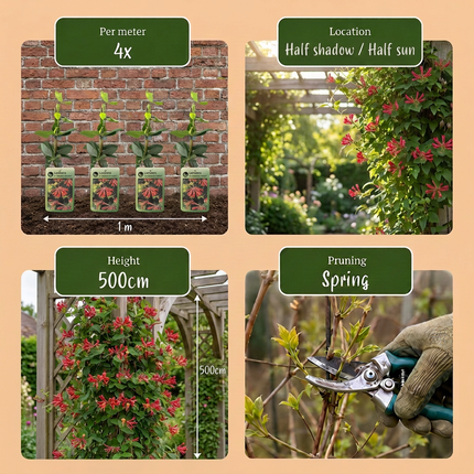 Lonicera br. 'Dropmore Scarlet' - Kamperfoelie 'Dropmore Scarlet' 6x - Rood-Geel - Klimplant - Ø9cm - ↕35cm