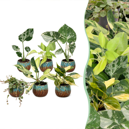 Baby Planten Tropical Mix - Diversen 6x - Tropisch - incl. Copper Reef - Ø6cm - ↕10-15cm