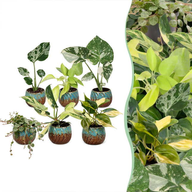 Baby Planten Tropical Mix - Diversen 6x - Tropisch - incl. Copper Reef - Ø6cm - ↕10-15cm