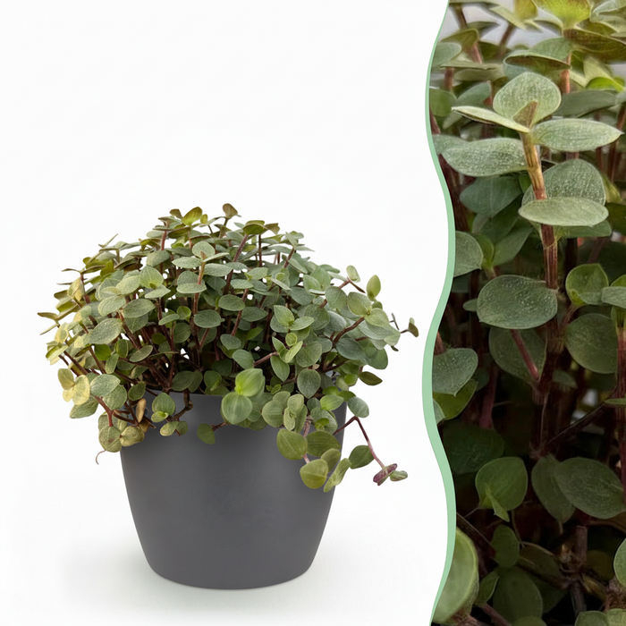 Callisia repens - Turtle plant - with grey plant pot - ↕15-20cm - Ø12cm