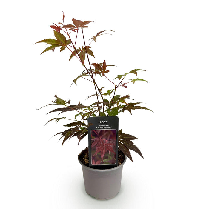 Japanse Esdoorn - Acer Palmatum Atropurpureum - Paars - ↕35cm - Ø12cm