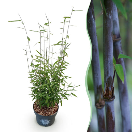 Fargesia nitida Black Dragon - Niet Woekerende Bamboe - ↕80cm - Ø23cm