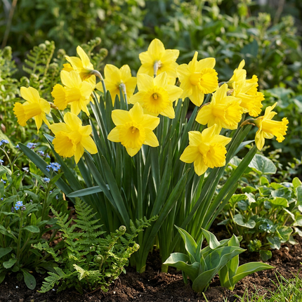 120x Narcissus Carlton - Bloembollen - Gele narcis - Geel - Voorjaarsbloeier - Bolmaat 12/14