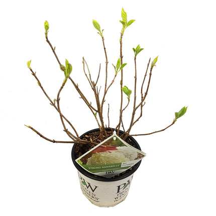 Hydrangea Arborescens 'Strong Annabelle' - ↕30cm - Ø19cm