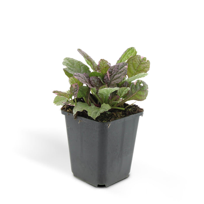 Ajuga reptans 'Burgundy Glow' - Kruipend Zenegroen - ↕10-25cm - Ø9cm - 24x
