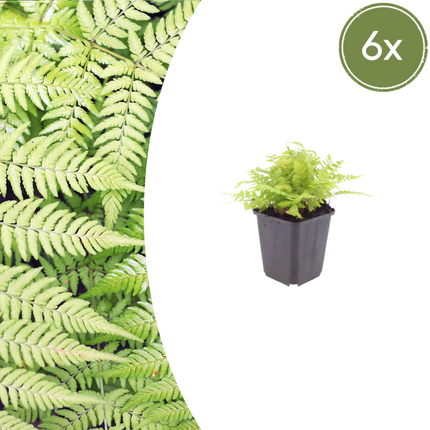 Dryopteris filix-mas - Helecho macho - ↕10-25cm - Ø9cm - 6x