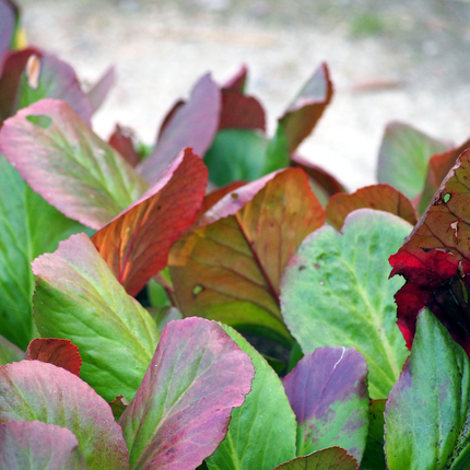 Bergenia cordifolia - Schoenlappersplant - ↕10-25cm - Ø9cm - 24x