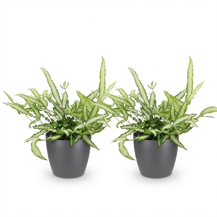 Pteris cretica Albolineata - Lintvaren - met grijze plantenpotten - ↕20cm - Ø12cm - 2x