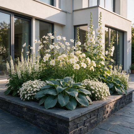 Borderpakket - Wit - Diversen - Soorten en kleuren - 12 Planten - Pot 11cm - Hoogte 15-25cm
