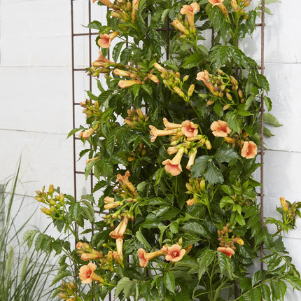 Campsis Indian Summer - Trompetbloem Oranje - ↕65cm - Ø15cm