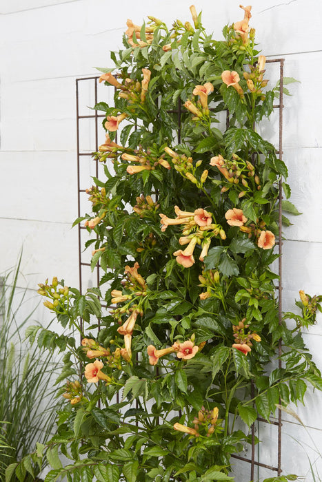 Campsis Indian Summer - Trompetbloem Oranje - ↕65cm - Ø15cm