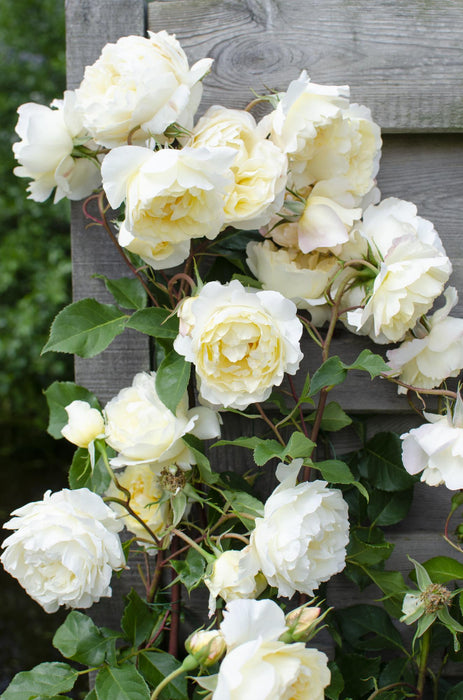 Rosa Crazy in love 'Vanilla' - Creme Roos - ↕65cm - Ø15cm