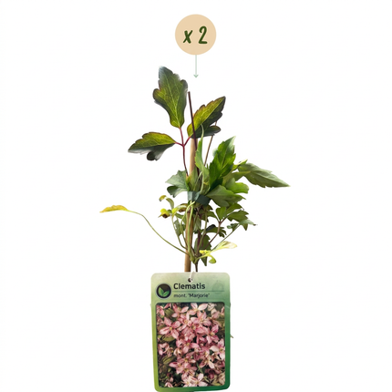 Clematis mont. 'Marjorie' - Bergclematis 2x - Roze - Klimplant - Ø9cm - ↕35cm