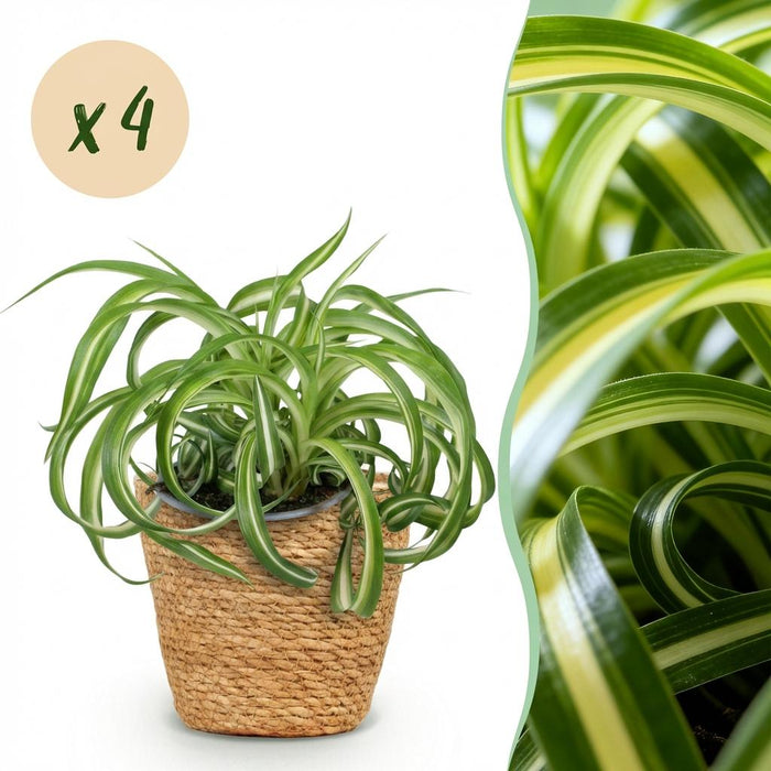 Chlorophytum comosum Bonnie - Krullende Graslelie - met Mand - ↕20cm - Ø12cm - 4x