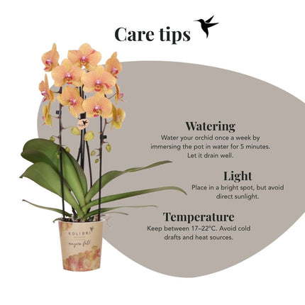 Kolibri Orchids | Combi Deal - 2 Oranje-Roze Phalaenopsis Orchideeën Niagara Fall Sunny Bunny - Ø12 cm