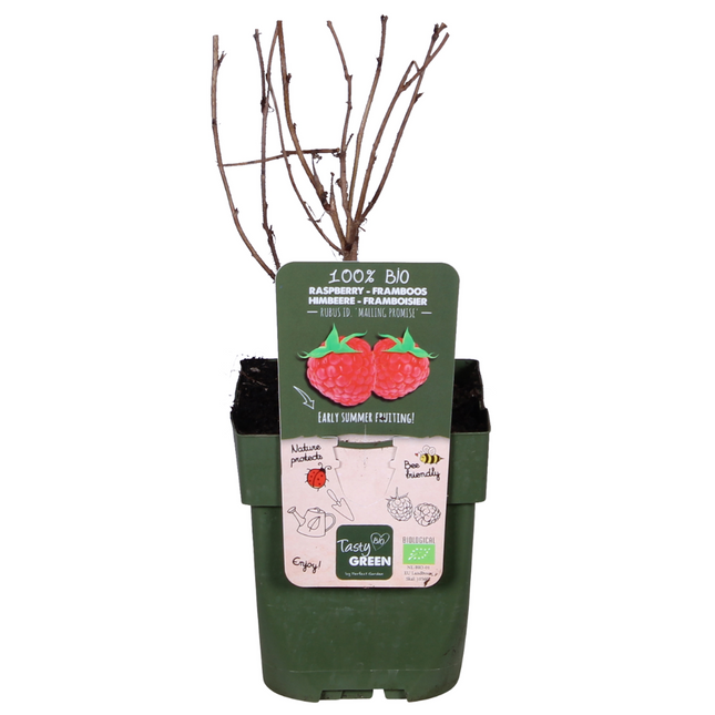 Rubus Idaeus 'Malling Promise' - Pianta di lampone - ↕45cm - Ø13cm