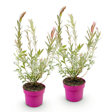 Salix Flamingo - Flamingo Wilg struik - Ø17cm - ↕40-50cm - 2x