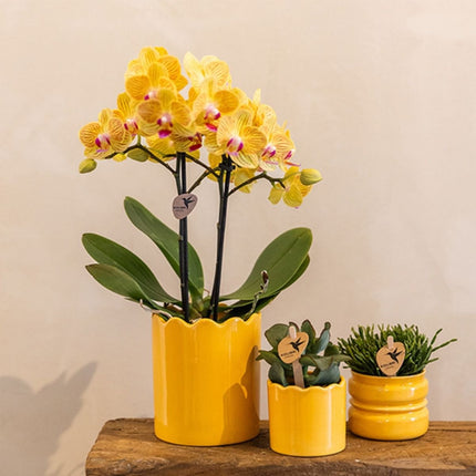 Kolibri Orchids | Combi Deal - 2 Gele Phalaenopsis Orchideeën Blossom Lima - Ø9 cm