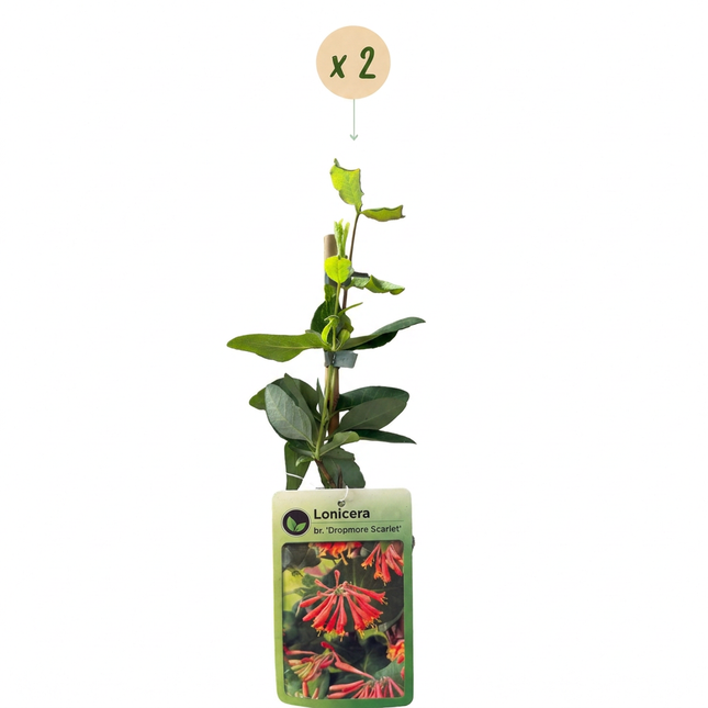 Lonicera br. 'Dropmore Scarlet' - Kamperfoelie 'Dropmore Scarlet' 2x - Rood-Geel - Klimplant - Ø9cm - ↕35cm