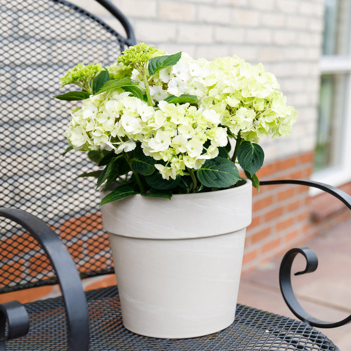 Terrasplant - Hortensia - Hydrangea Magical Nobless - Wit - 6-10 Bloemen - 2 Planten - Pot 23cm Hoogte 55cm
