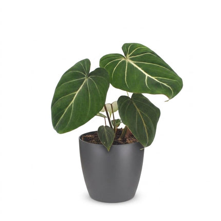 Philodendron Gloriosum - Glorie Philodendron - met grijze pot - ↕25cm - Ø12cm