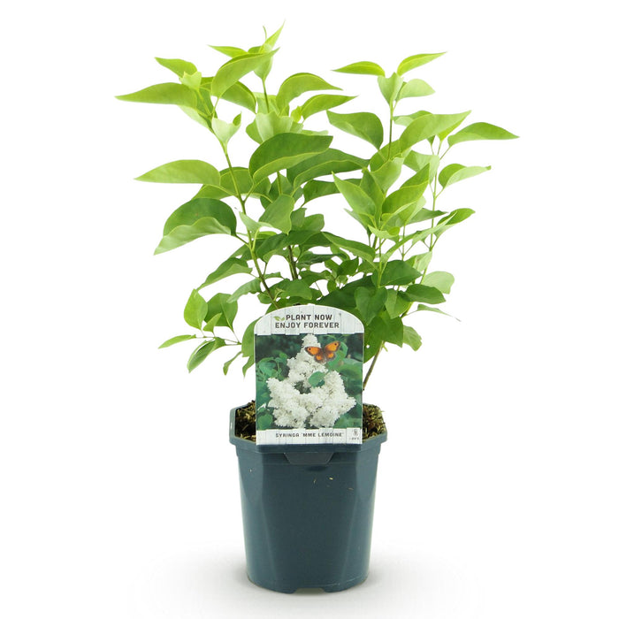 Syringa vulgaris mme Lemoine - Lilla comune - ↕45cm - Ø17cm