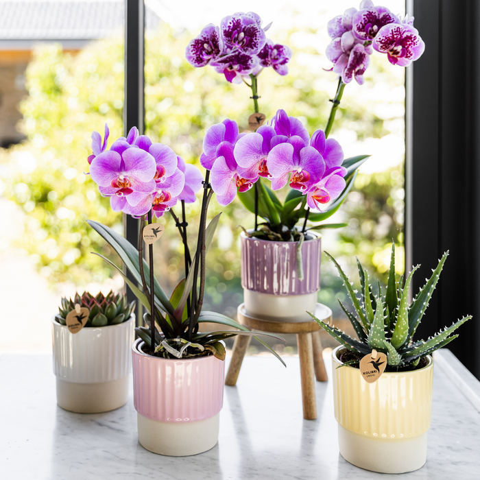 Kolibri Home | Butter sierpot  - Yellow